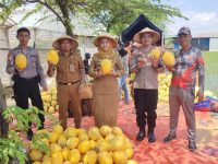 PANEN RAYA BUAH MELON
