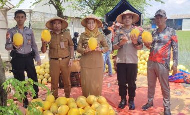 PANEN RAYA BUAH MELON